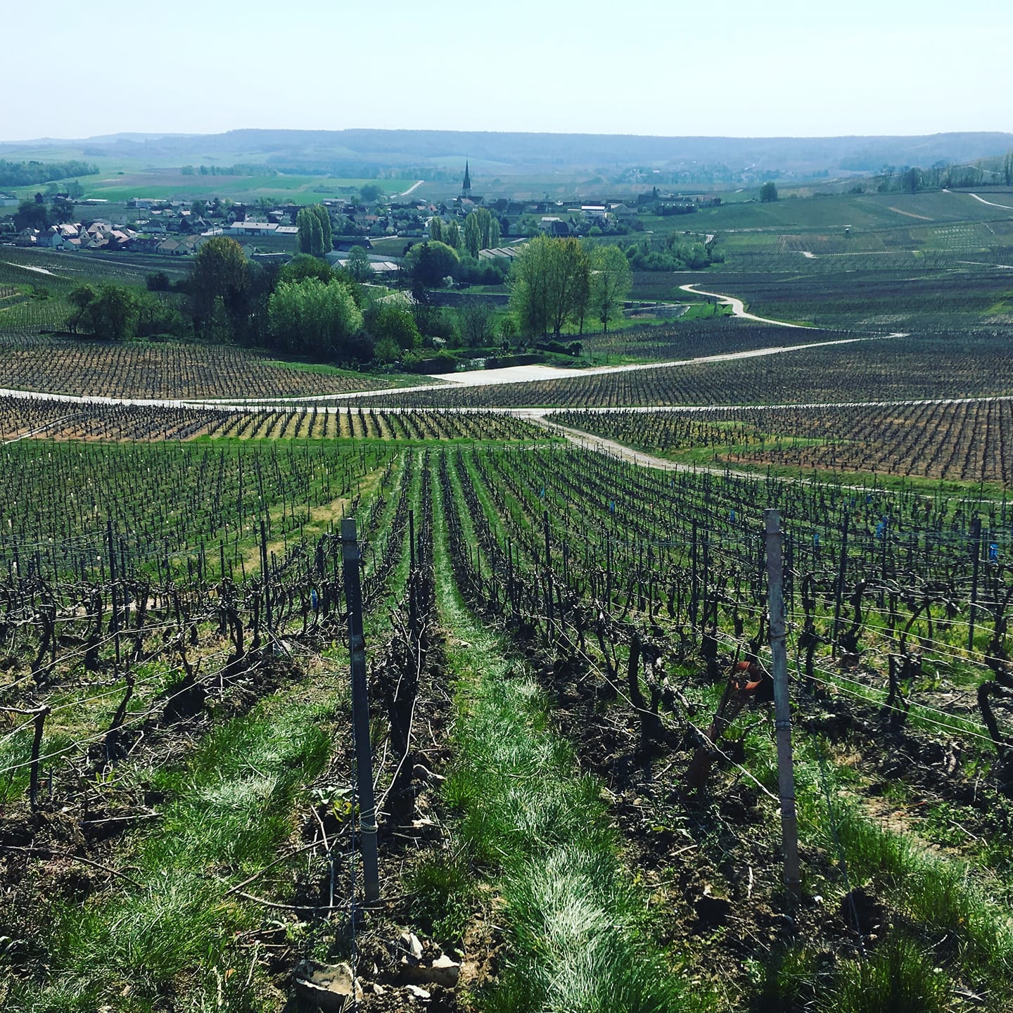 Le terroir du vignoble